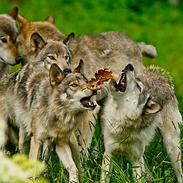 Artwork thumbnail, Timber Wolves by Michael Cummings