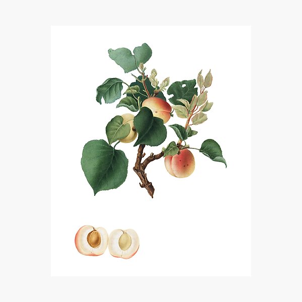 Apricot (Alessandrina Seconda) Photographic Print
