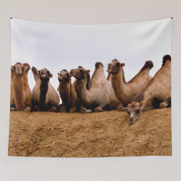 Item preview, Comedy Camel Group designed and sold by GMApperal.
