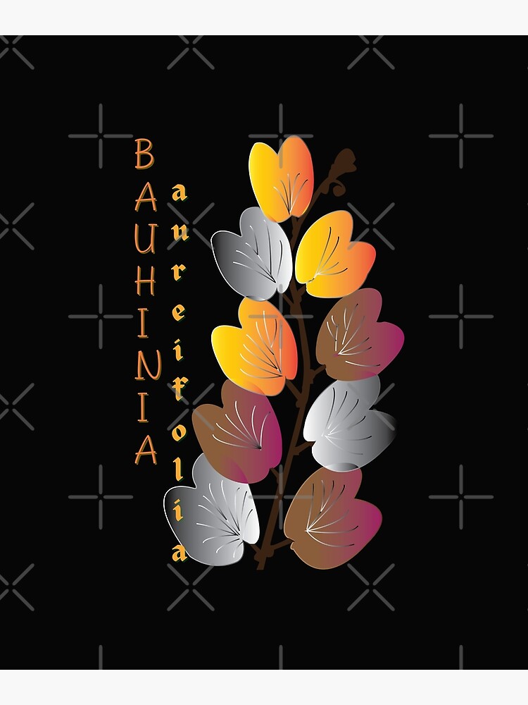 Bauhinia case essay 08 image