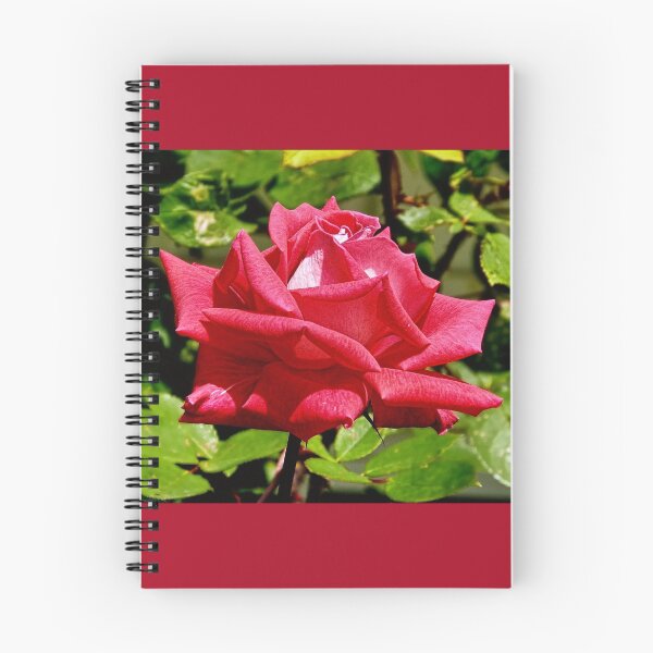 Item preview, The First Rose Of Summer designed and sold by Lanis Rossi.
