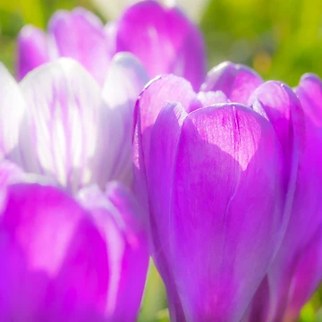 Artwork thumbnail, Spring Croci by Dave Hare Photography