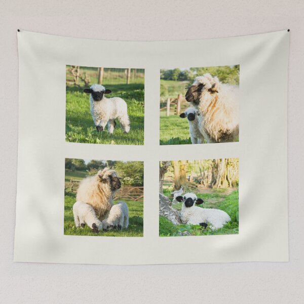 Item preview, Valais Blacknose Sheep Collection designed and sold by Jane Stanley Photography.