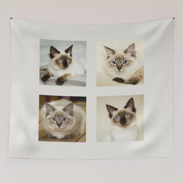 Item preview, Ragdoll Kitten Collection III designed and sold by Jane Stanley Photography.
