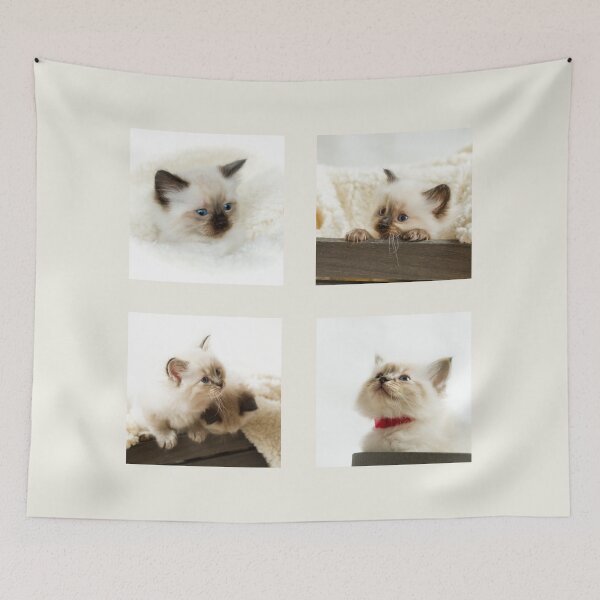 Item preview, Ragdoll Kitten Collection II designed and sold by Jane Stanley Photography.