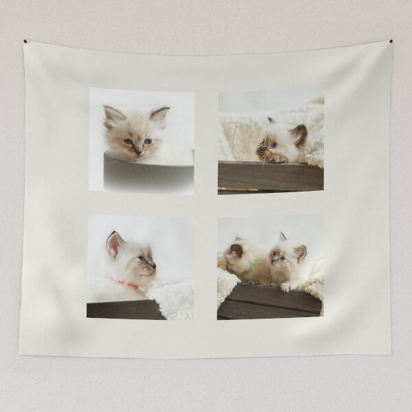 Item preview, Ragdoll Kitten Collection designed and sold by Jane Stanley Photography.