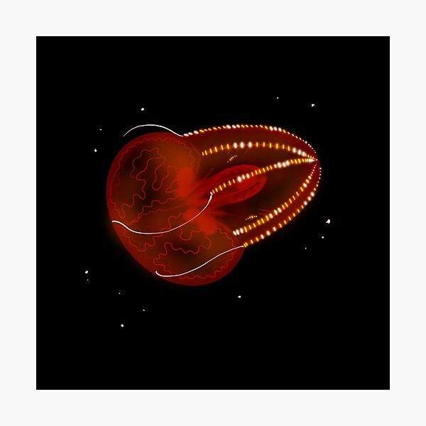Item preview, Bloodybelly Comb Jelly designed and sold by Achsa Phillippi.