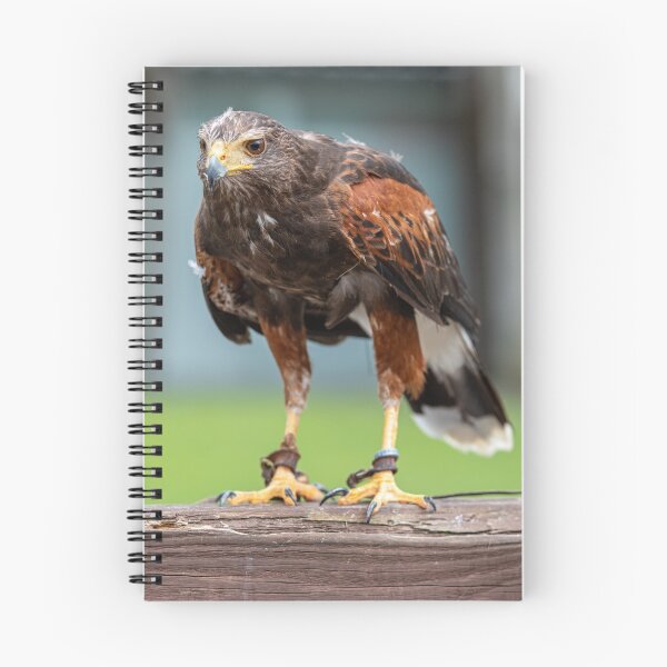 Artikelvorschau, Hawk, bird of prey 2 entworfen und verkauft von Roberd Palm.
