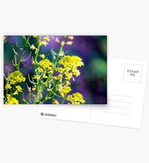 Yellow Rocket Flower Blossoms Postcards