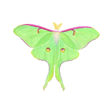Artwork thumbnail, Luna moth by ColorSplendor