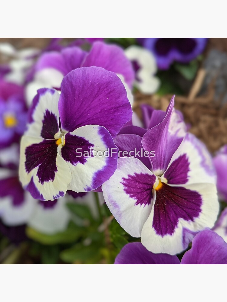 "Purple pink Pansy flowers" Sticker for Sale by SaltedFreckles Redbubble