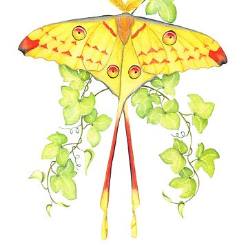 LARGE Madagascar Moon Moth Sticker