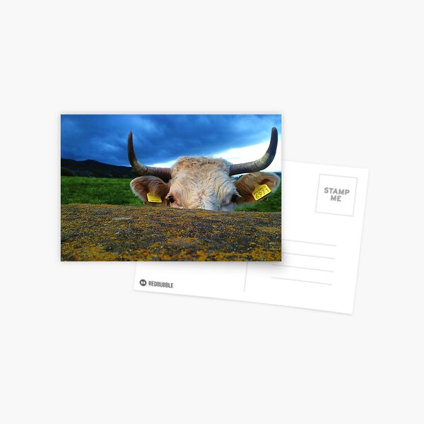 Peek-A-Moo Postcard