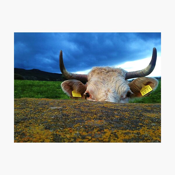 Peek-A-Moo Photographic Print