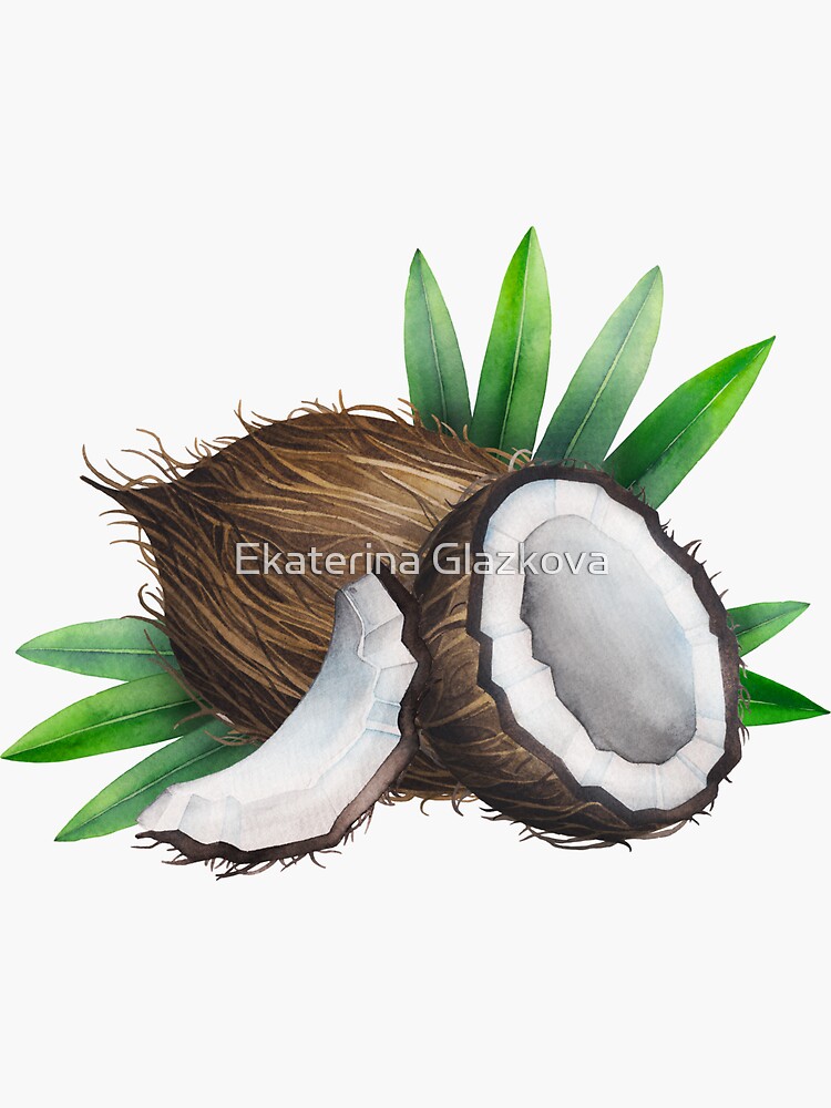 Watercolor coconut by Glazkova