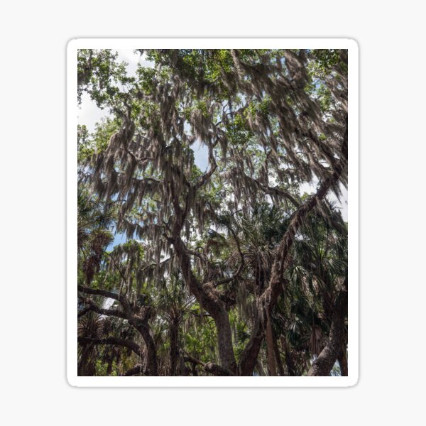 Item preview, Spanish Moss designed and sold by Your search is over, it’s here! .
