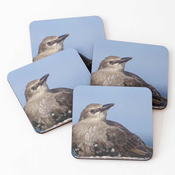 Item preview, Cute little seaside bird with lots of attitude! designed and sold by rosiebeeston.