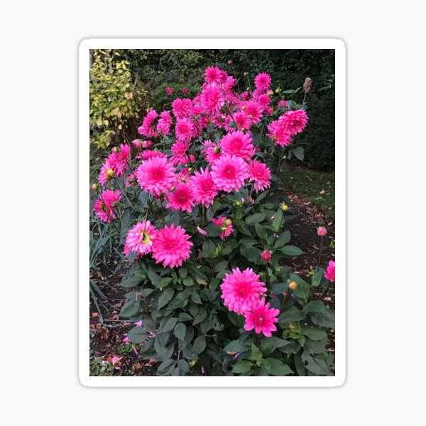 Dalias Pegatina