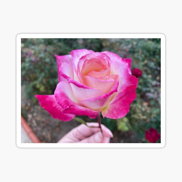 Rosa para ti Pegatina