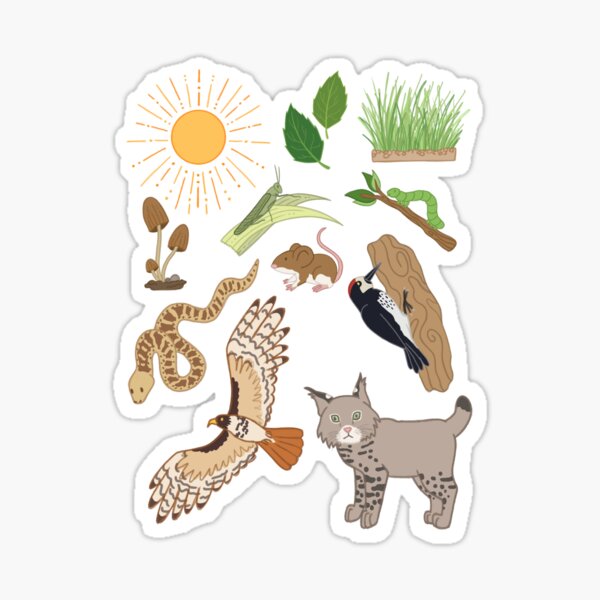 Item preview, San Diego Wildlife Food Chain designed and sold by meshellg12.