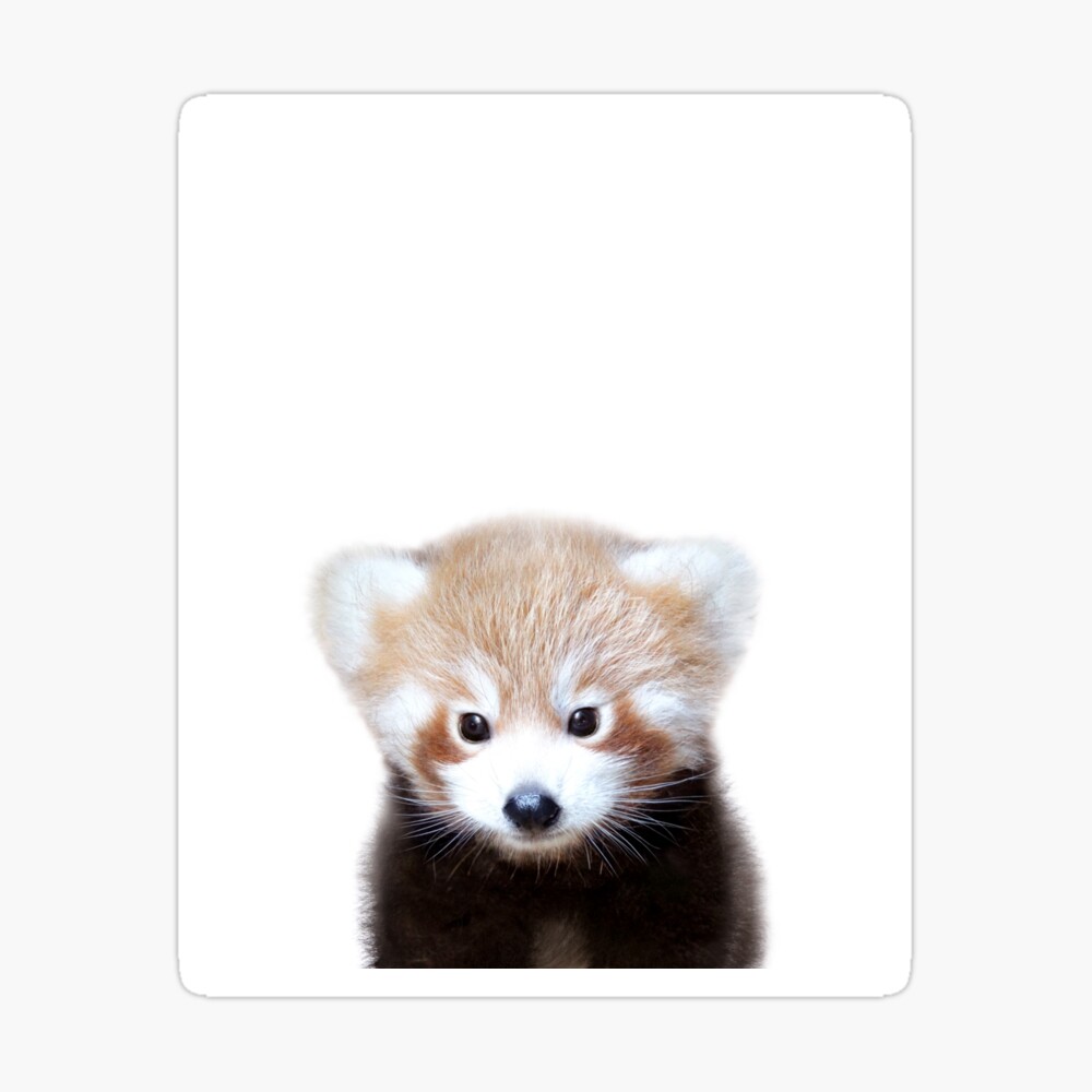 Baby Red Panda Baby Animals Art Print By Synplus Poster For Sale By Synplus Redbubble