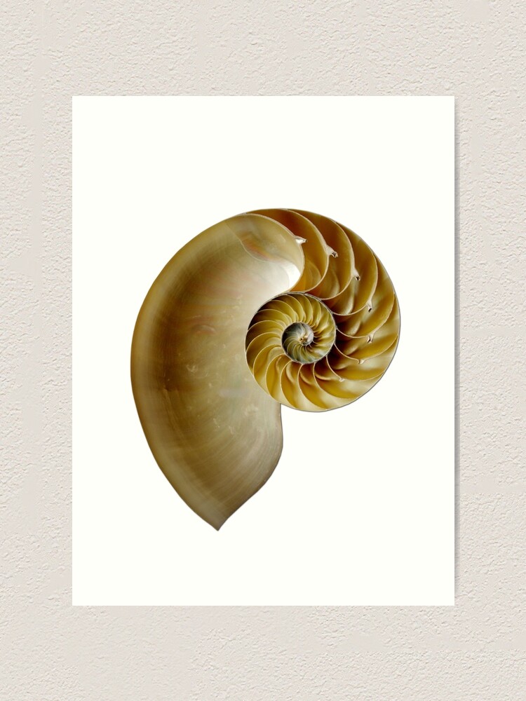 Nautilus Shell Art Print By Tee Signs Redbubble