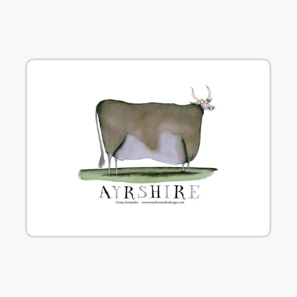 Ayrshire Cow, tony fernandes Sticker