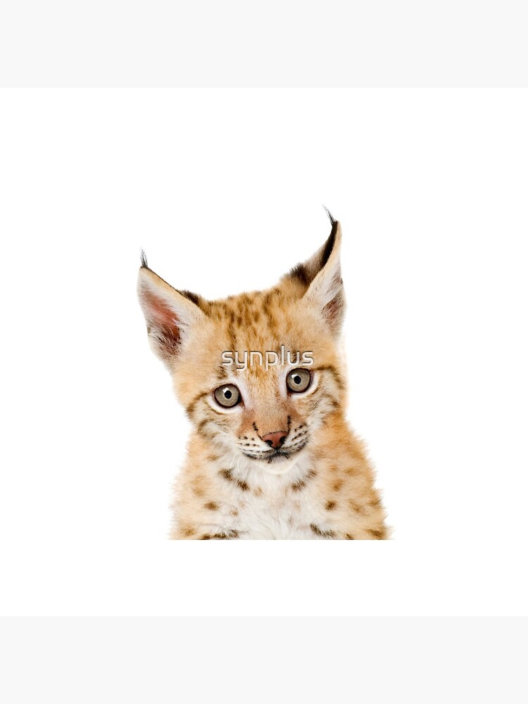 Pin on Cats- lynx & Bobcats