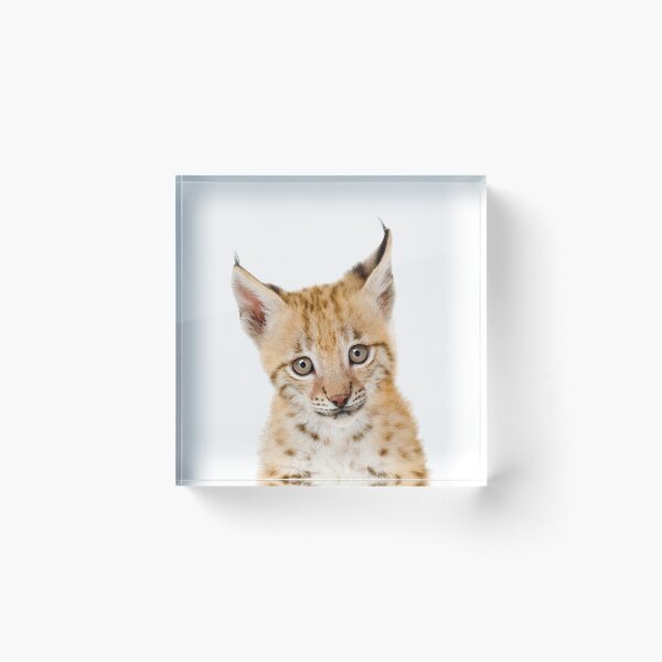 Item preview, Baby Lynx, Bobcat Cub, Baby Animals Art Print by Synplus designed and sold by synplus.