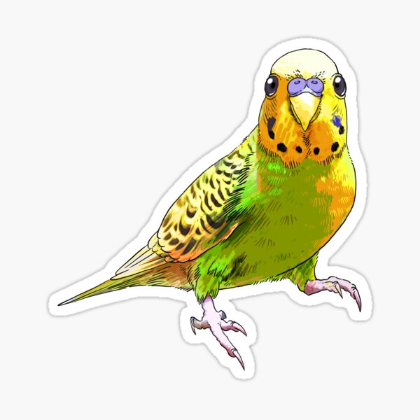Australian Budgerigar Sticker