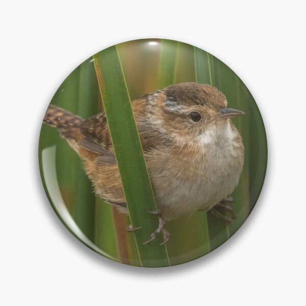 Item preview, Marsh Wren perching on cattails in marsh at Chase Lake NWR designed and sold by Steven Holt.