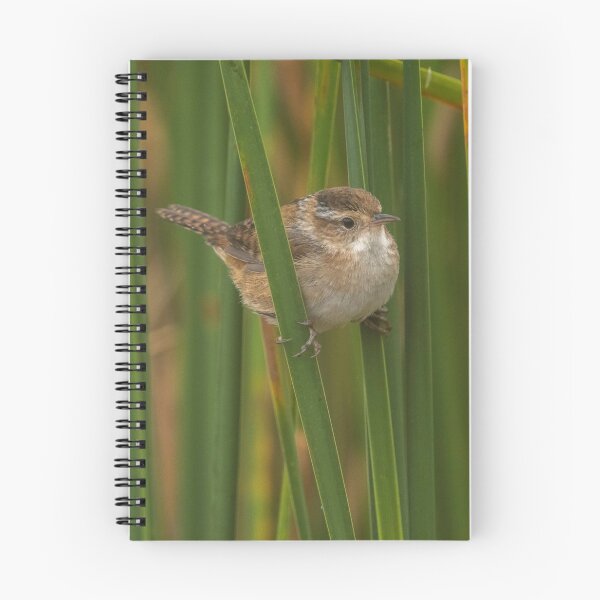 Item preview, Marsh Wren perching on cattails in marsh at Chase Lake NWR designed and sold by Steven Holt.