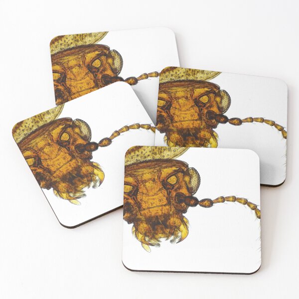 Item preview, Small fungus beetle under the microscope designed and sold by SDym Photography.