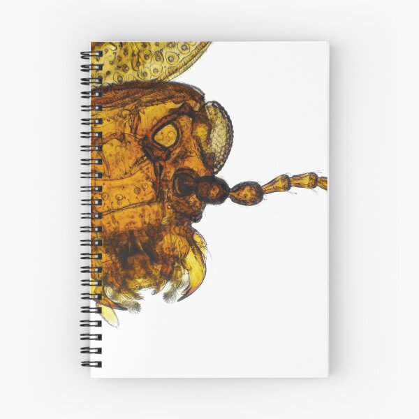 Item preview, Small fungus beetle under the microscope designed and sold by SDym Photography.