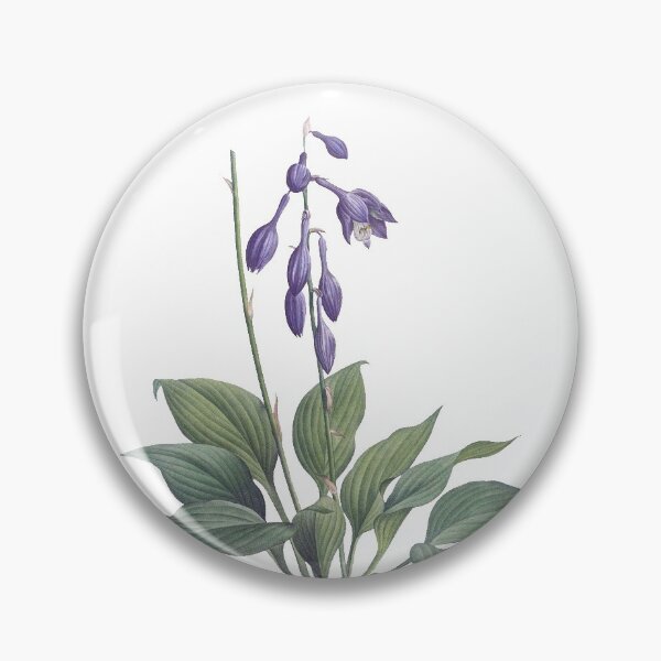 Item preview, Hemerocallis Caerulea 19 c. Botanical Illustration designed and sold by Happy Puppy Print On Demand.