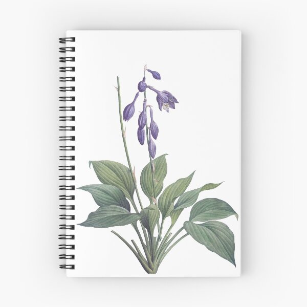 Item preview, Hemerocallis Caerulea 19 c. Botanical Illustration designed and sold by Happy Puppy Print On Demand.