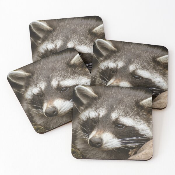 Item preview, Cute racoon designed and sold by cdkphotos.