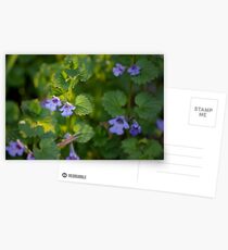 Ground-Ivy Blossoms Postcards