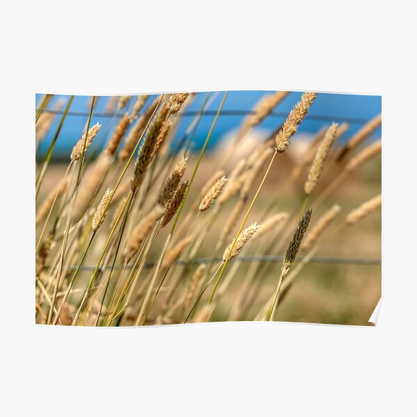 "Wheat" Poster for Sale by CarolynAGates | Redbubble