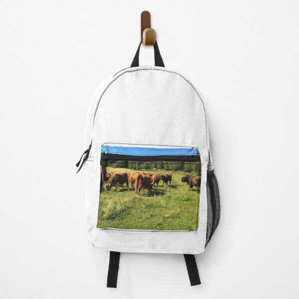 Item preview, Scottish Highland Cattle Bulls 2493 designed and sold by SaarelaHighland.