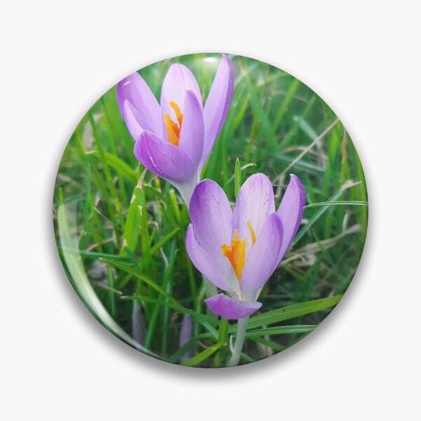 Item preview, Crocus in grass  designed and sold by Emma  Amies.