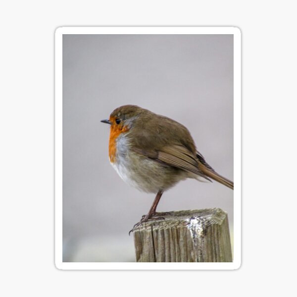 Winter Robin on a wooden post  Sticker