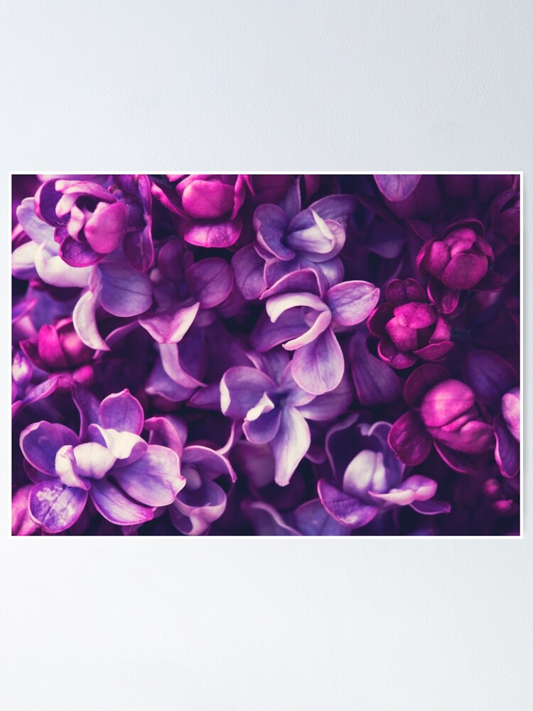 Póster «Hermosas flores lilas» de shchedrina | Redbubble