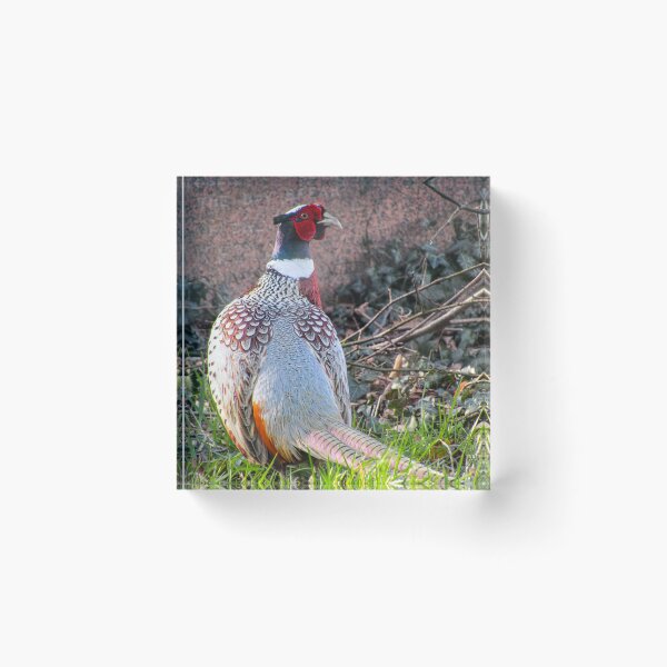 Item preview, Male Pheasant  designed and sold by Joanne Wall.