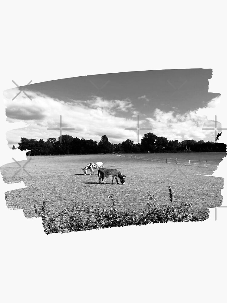 "Donkeys B&W" Sticker For Sale By PatBenjanis | Redbubble