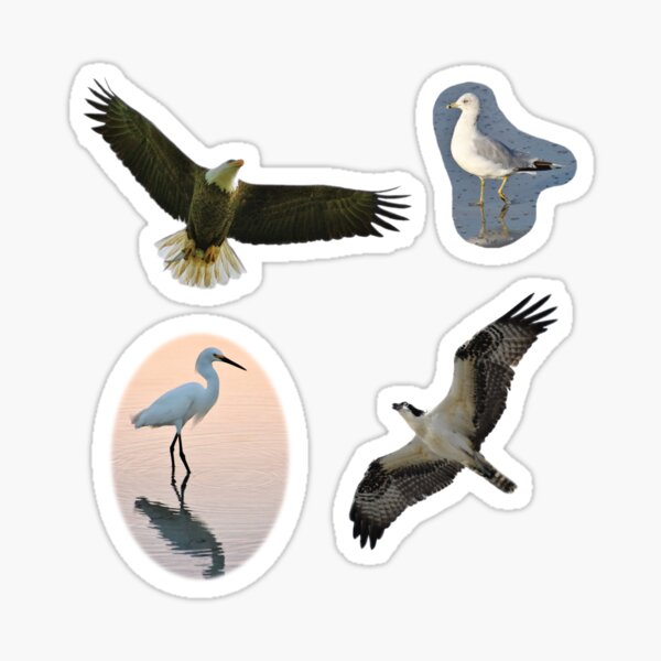 Bird Sticker Pack I Sticker