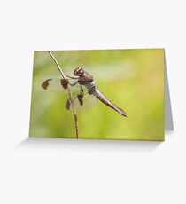 Dragon Greeting Card