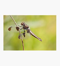 Dragon Photographic Print