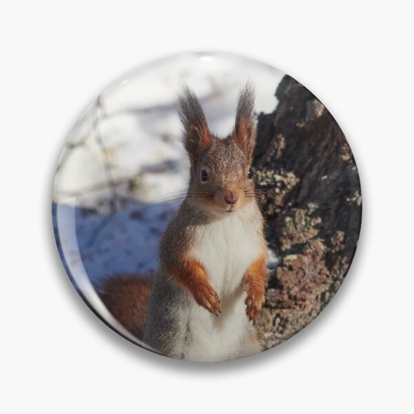 Item preview, Hello there. Eurasian red squirrel designed and sold by Jouko Lehto Photography.