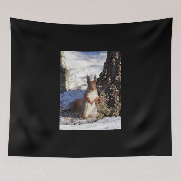 Item preview, Hello there. Eurasian red squirrel designed and sold by Jouko Lehto Photography.